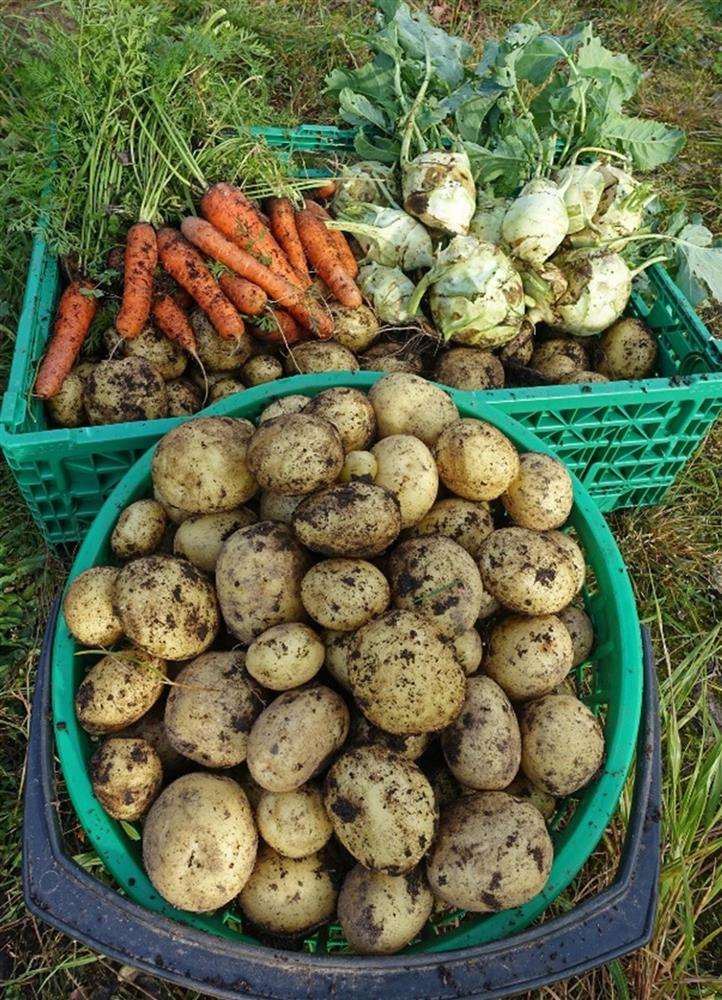 Nærbilde av kasser fylt med nyhøstede poteter, gulrøtter og kålrot. - Klikk for stort bilde