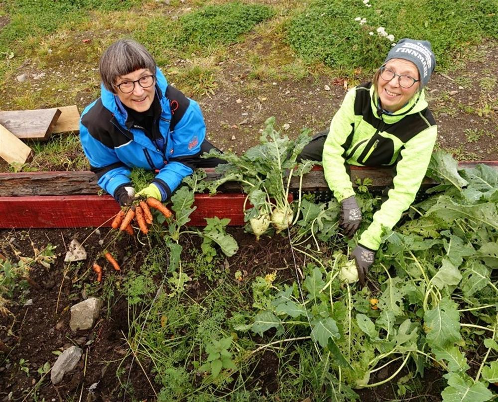 To personer sitter ved en dyrkingskasse og trekker opp gulrøtter og kålrot fra jorda. - Klikk for stort bilde