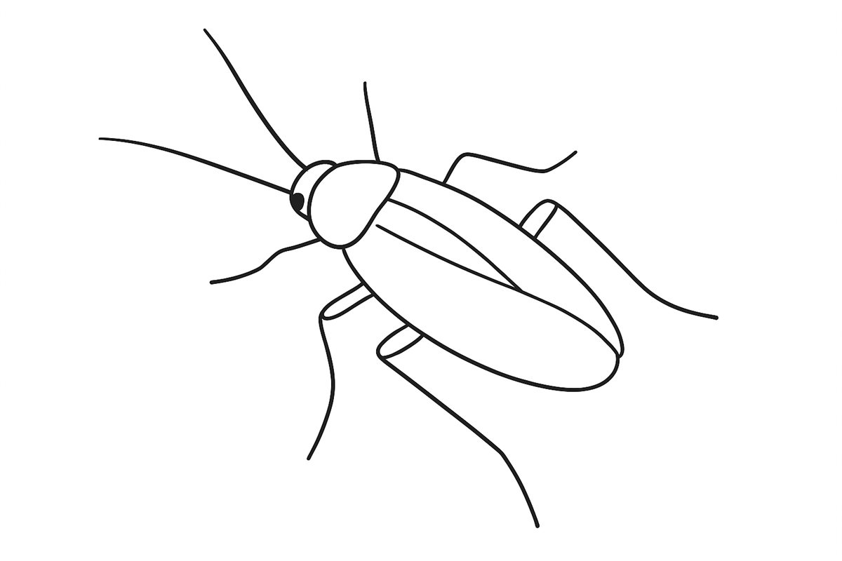 En enkel, stilisert strektegning av en kakerlakk sett ovenfra, tegnet med myke og rene linjer på hvit bakgrunn. - Klikk for stort bilde