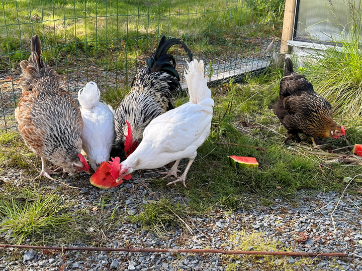Frittgående hønes spiser vannmelon ute i gresset. - Klikk for stort bilde