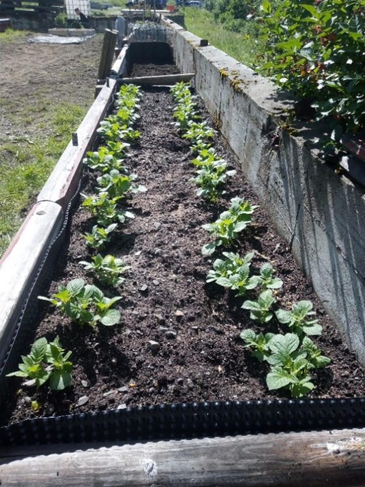 En dyrkingskasse med to rekker spirende potetplanter. - Klikk for stort bilde