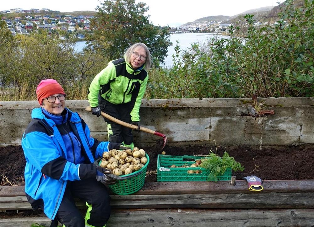 To personer ved en dyrkingskasse.  Den ene holder en kurv full av nyhøstede poteter og den andre står med en hakke. - Klikk for stort bilde
