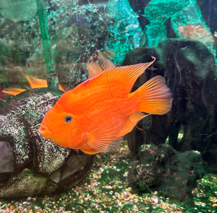 Gullfisk - Klikk for stort bilde