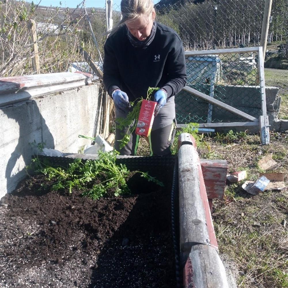 En person planter eller steller grønnsaker i en dyrkingskasse på en solrik dag. - Klikk for stort bilde