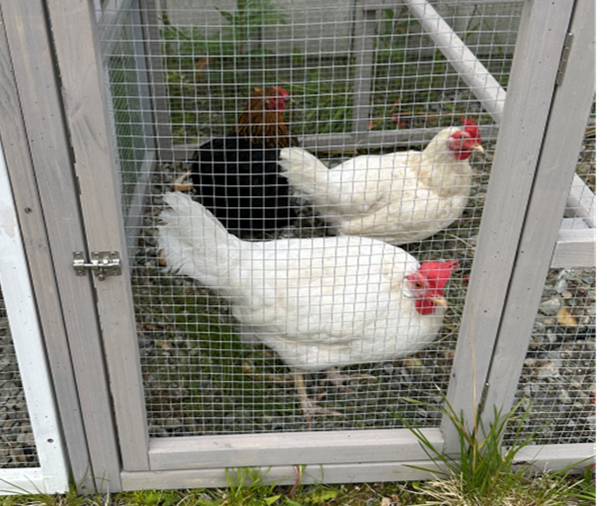 Høner i bur - Klikk for stort bilde