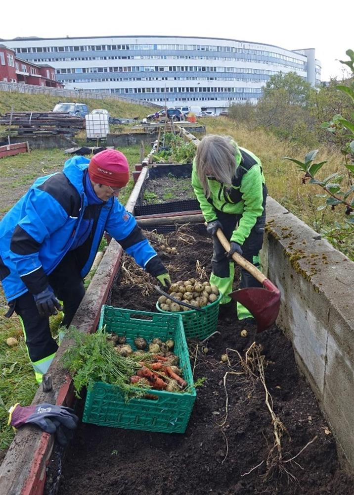 To personer høster poteter og grønnsaker i en høy bedkasse foran et stort bygg. - Klikk for stort bilde